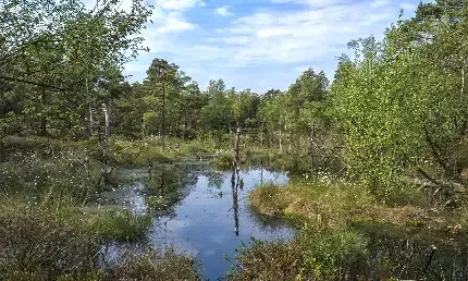  دانلود عکس درختان سرسبز در کنار رودخانه