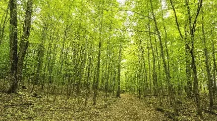  دانلود عکس درختان سرسبز در کنار رودخانه