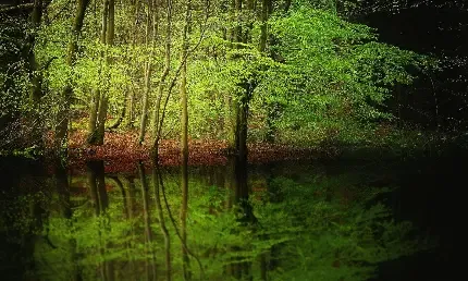  دانلود عکس درختان سرسبز در کنار رودخانه