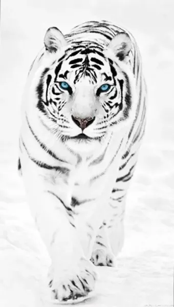  عکس با کیفیت 4k