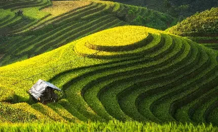  عکس پس زمینه چمن های سرسبز با کیفیت