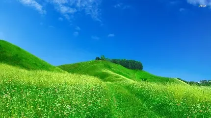  عکس پس زمینه چمن های سرسبز با کیفیت