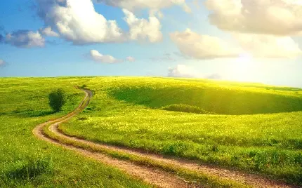  عکس پس زمینه چمن های سرسبز با کیفیت