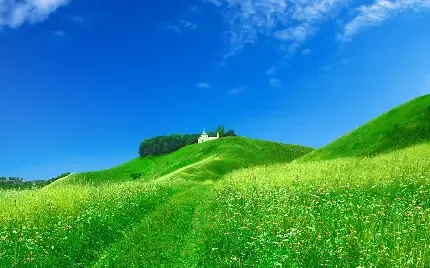  عکس پس زمینه چمن های سرسبز با کیفیت