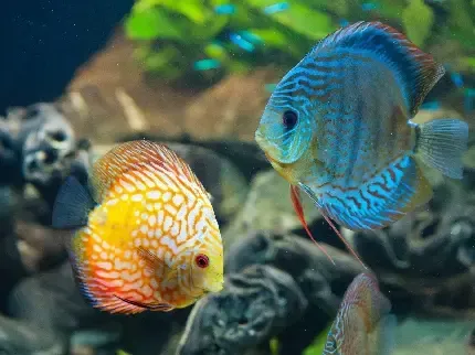 عکس ماهی زرد رنگ با کیفیت