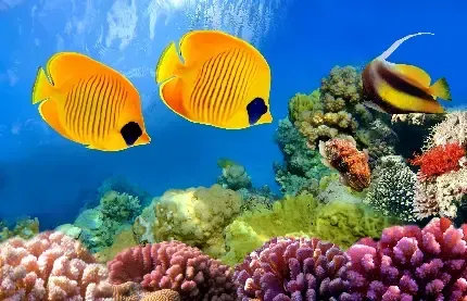  عکس ماهی زرد رنگ با کیفیت