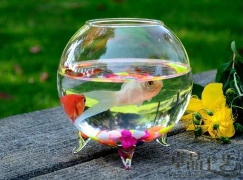  عکس ماهی قرمز داخل تنگ