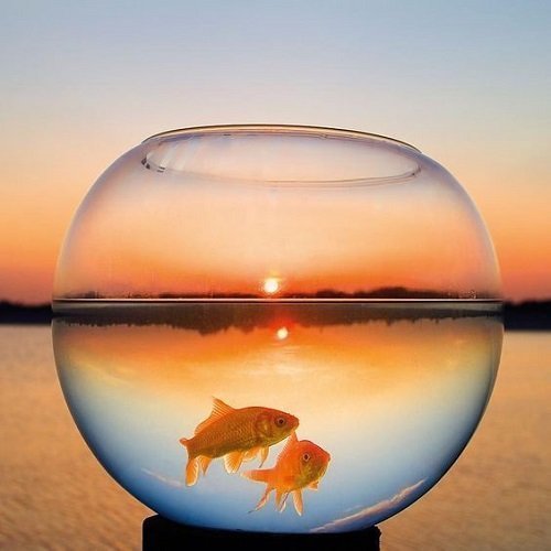  عکس ماهی قرمز داخل تنگ