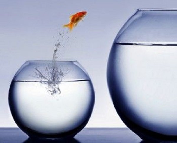  عکس ماهی قرمز داخل تنگ