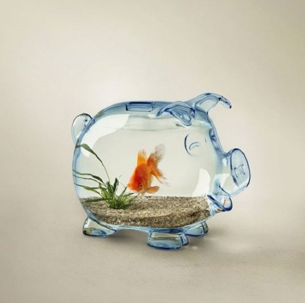  عکس ماهی قرمز داخل تنگ