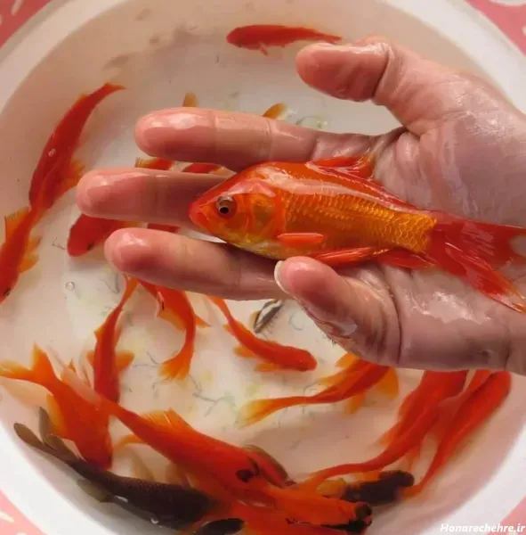 عکس ماهی قرمز عید