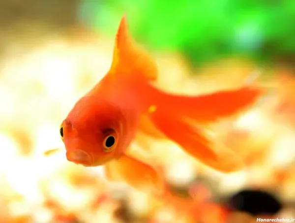  عکس ماهی قرمز عید