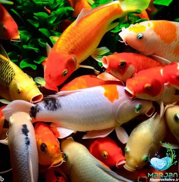  عکس ماهی قرمز عید