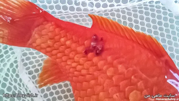  عکس ماهی قرمز عید