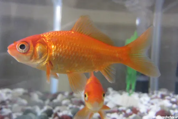  عکس ماهی قرمز عید