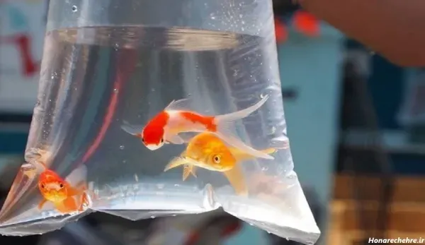 عکس ماهی قرمز عید