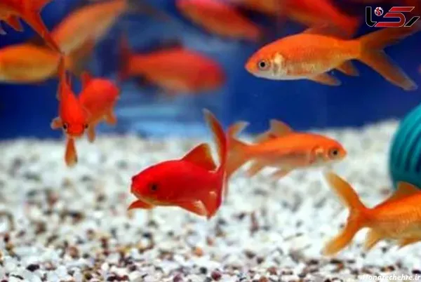  عکس ماهی قرمز عید