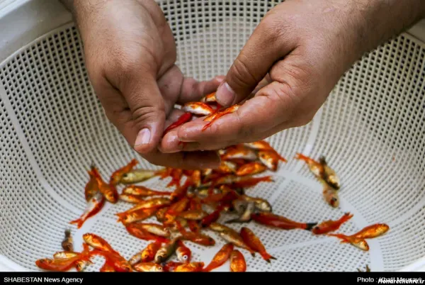  عکس ماهی قرمز عید