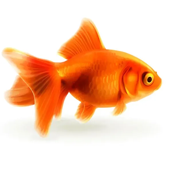  عکس ماهی قرمز عید