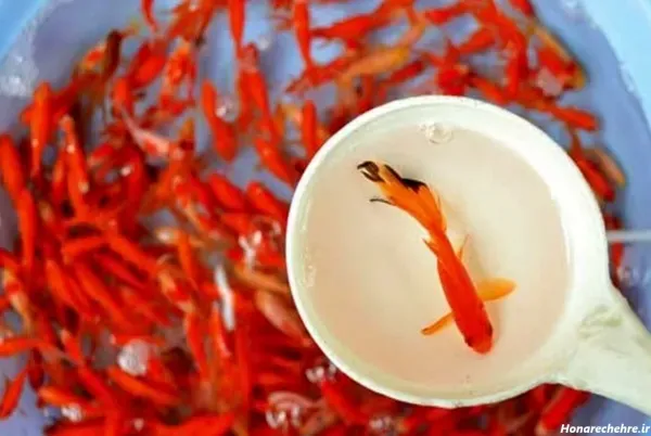  عکس ماهی قرمز عید