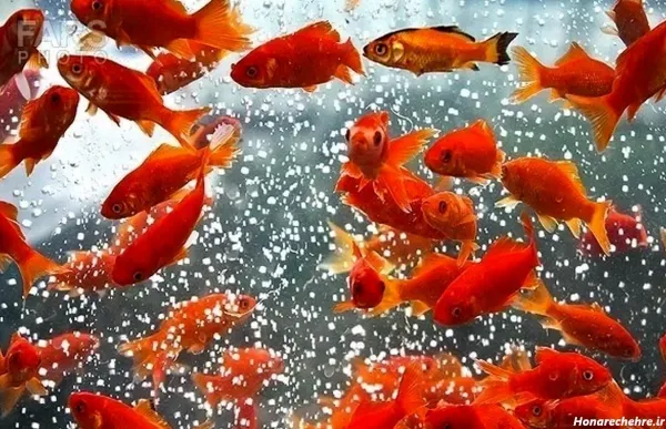  عکس ماهی قرمز عید