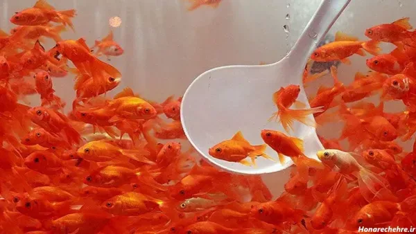  عکس ماهی قرمز عید