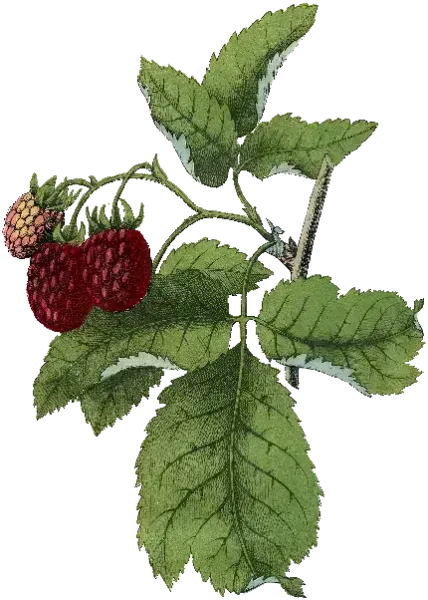  عکس درخت توت با کیفیت