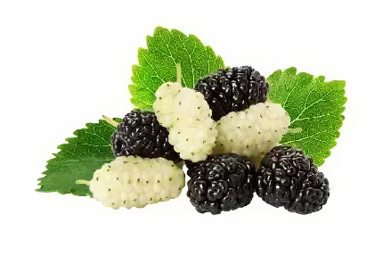  عکس درخت توت با کیفیت