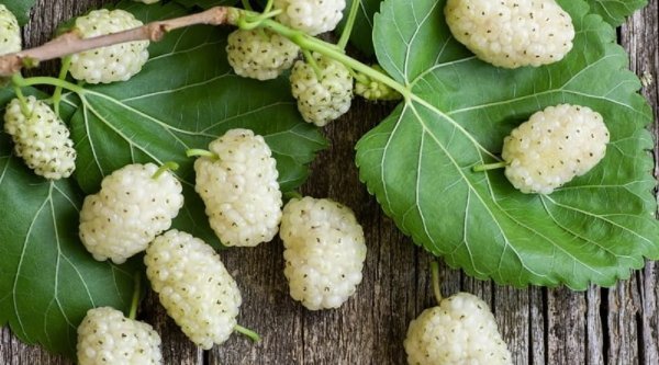  عکس درخت توت با کیفیت