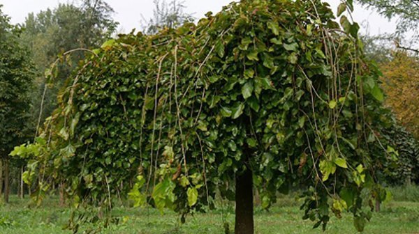  عکس درخت توت با کیفیت