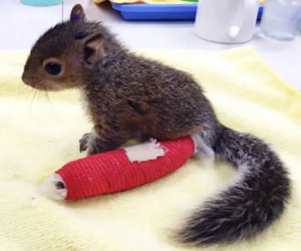  عکس سنجاب برای استوری