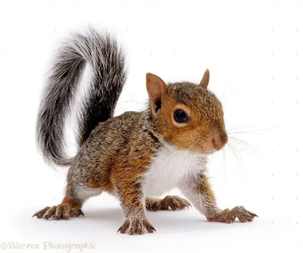  عکس سنجاب برای استوری