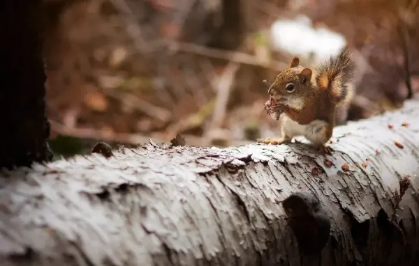  عکس سنجاب برای استوری