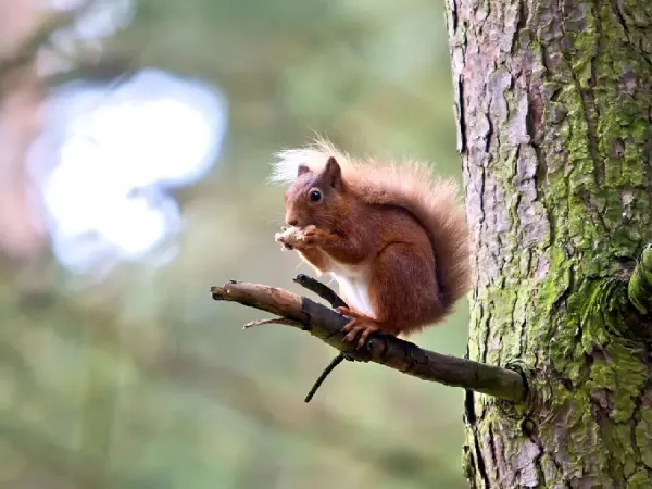  عکس سنجاب برای استوری