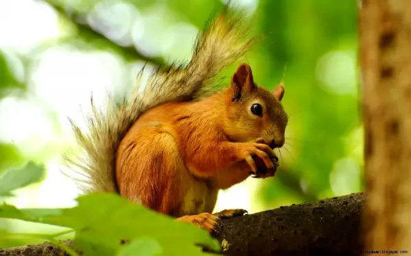  عکس سنجاب برای استوری