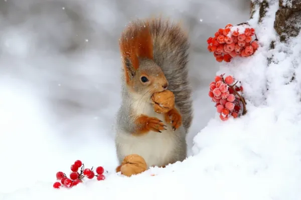  عکس سنجاب برای تصویر زمینه