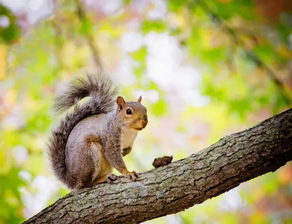  عکس سنجاب برای تصویر زمینه