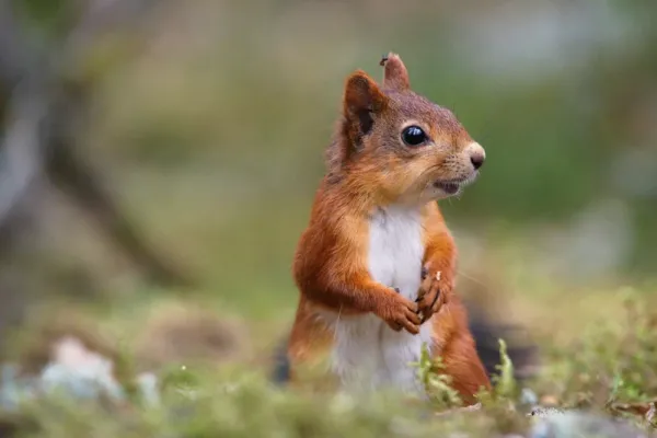  عکس سنجاب برای تصویر زمینه