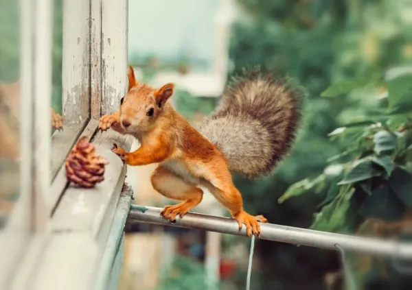  عکس سنجاب برای تصویر زمینه