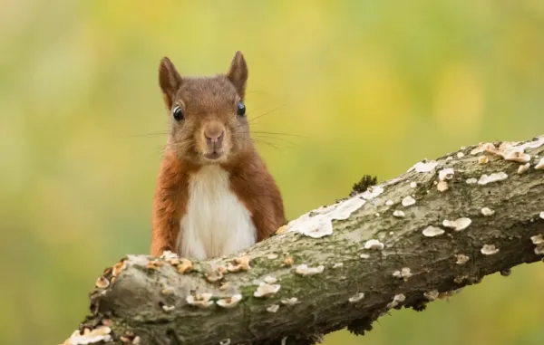  عکس سنجاب برای تصویر زمینه