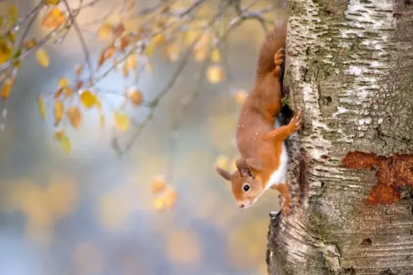  عکس سنجاب برای تصویر زمینه