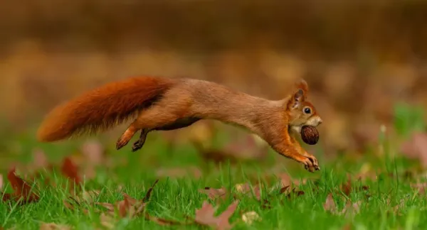  عکس سنجاب برای تصویر زمینه