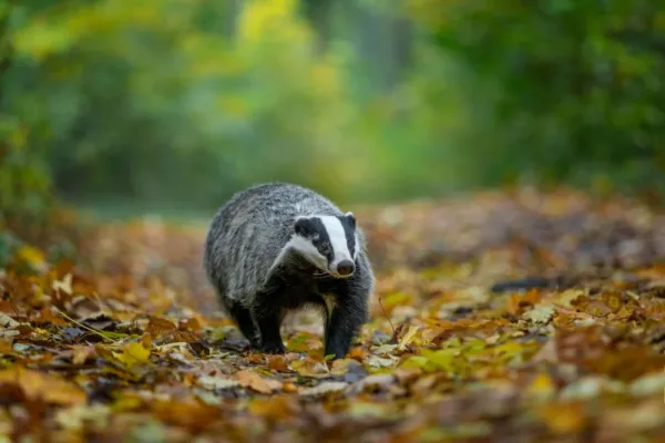  عکس های گورکن واقعی