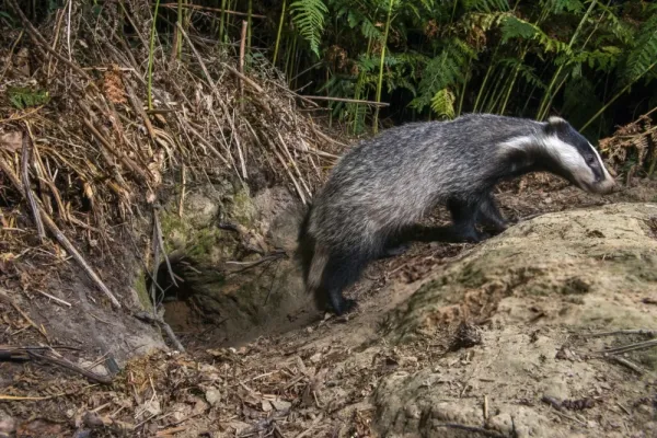  عکس های گورکن واقعی