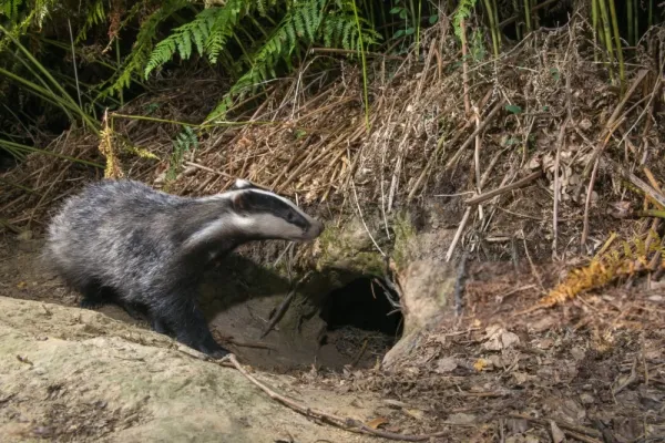  عکس های گورکن واقعی