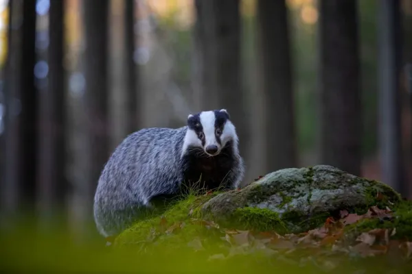  عکس های گورکن واقعی