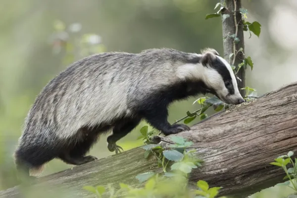  عکس های گورکن واقعی