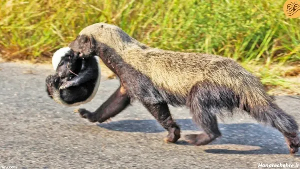 عکس گورکن برای والپیپر لپتاپ