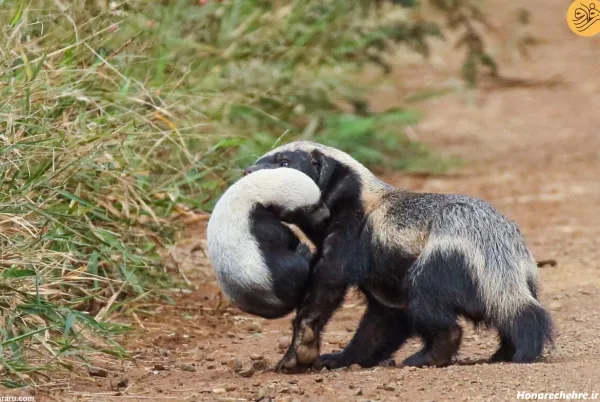  عکس گورکن برای والپیپر لپتاپ