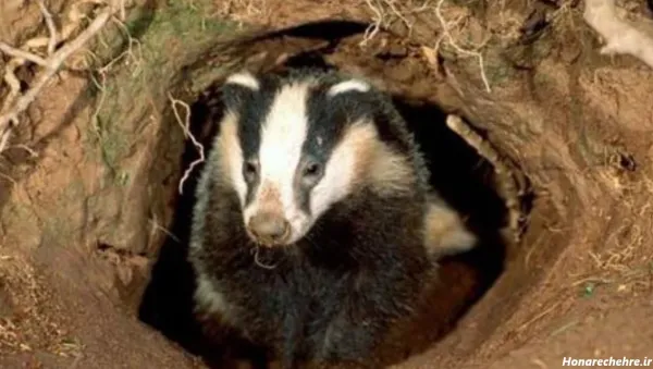  عکس گورکن برای والپیپر لپتاپ